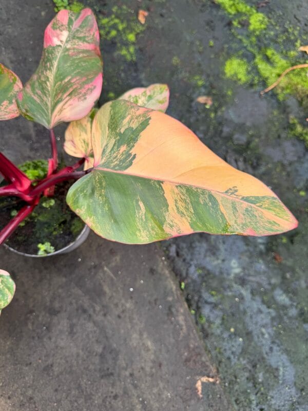 Philodendron ‘Strawberry Shake’ – De zeldzame trendy kamerplant - Image 4