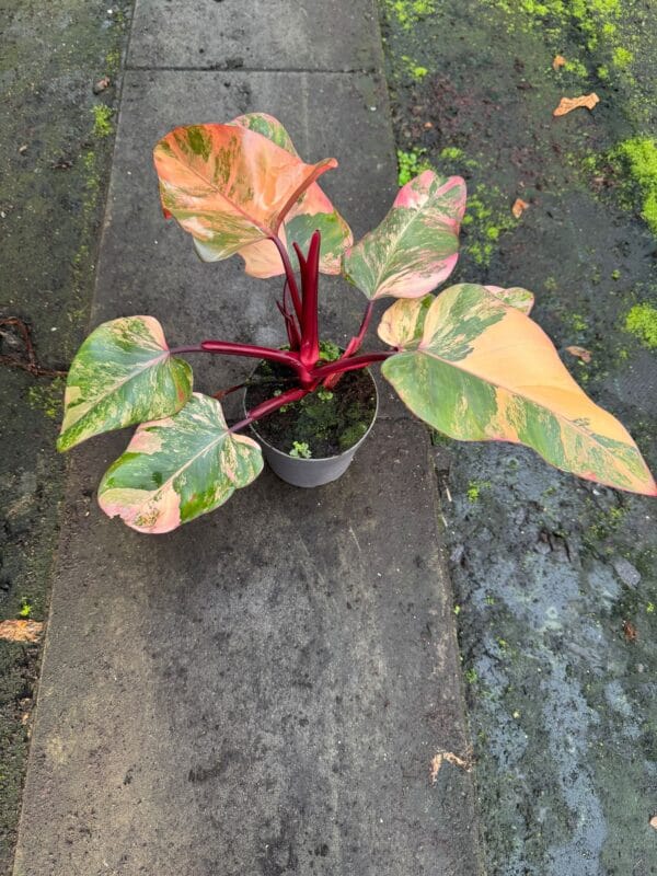 Philodendron ‘Strawberry Shake’ – De zeldzame trendy kamerplant - Image 5